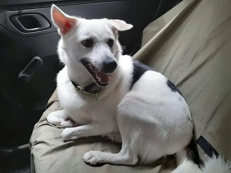 Payals Pet Cab and Pet boarding services, photo 2