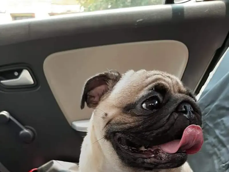 Payals Pet Cab and Pet boarding services, photo 3