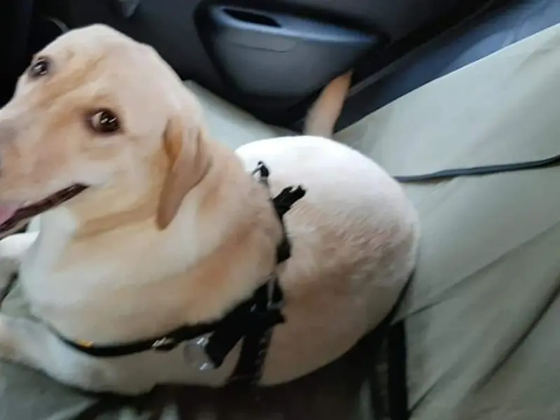 Payals Pet Cab and Pet boarding services, photo 4