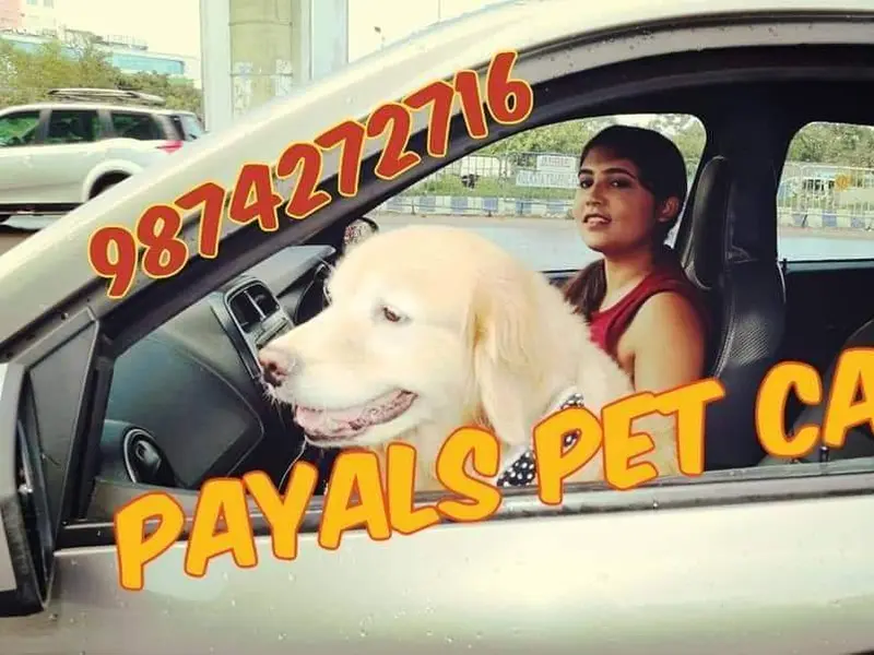 Payals Pet Cab and Pet boarding services, photo 5