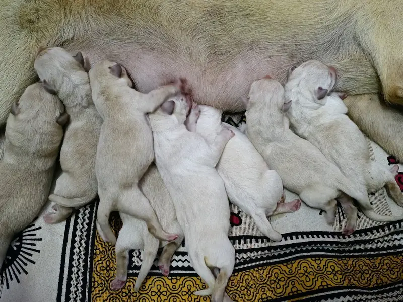 RB's Kennel, photo 5