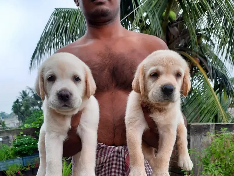 Satyam's Pet Store, photo 3