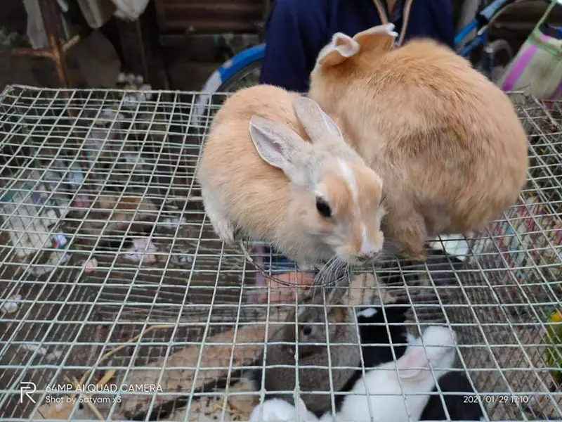 Satyam's Pet Store, photo 4