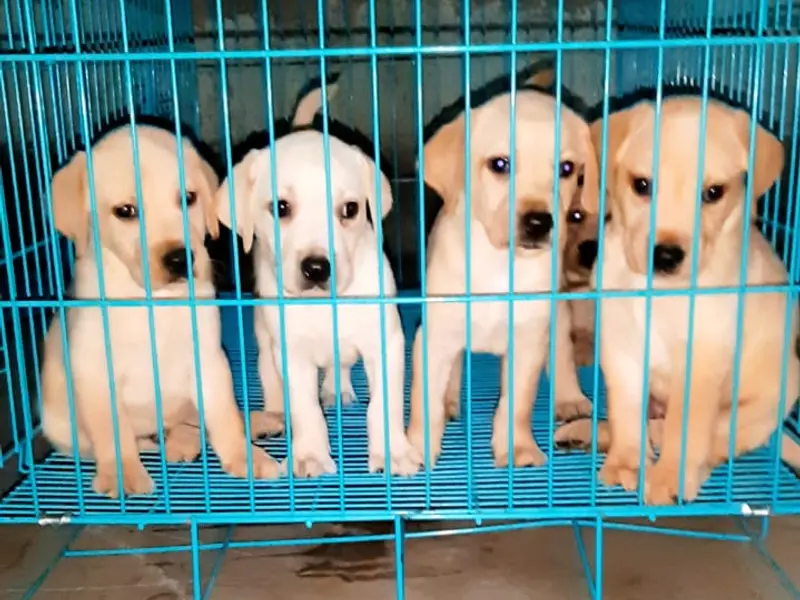 Satyam's Pet Store, photo 5