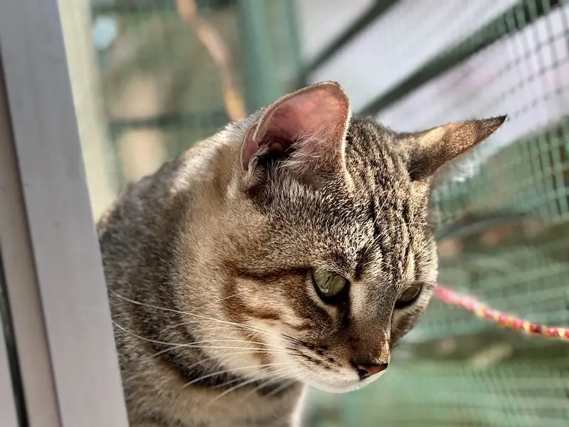 Sonu's Kitty's Home Care, photo 2