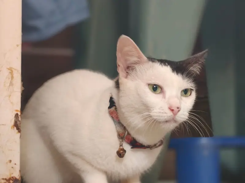 Sonu's Kitty's Home Care, photo 3