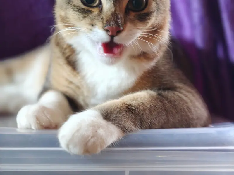 Sonu's Kitty's Home Care, photo 4