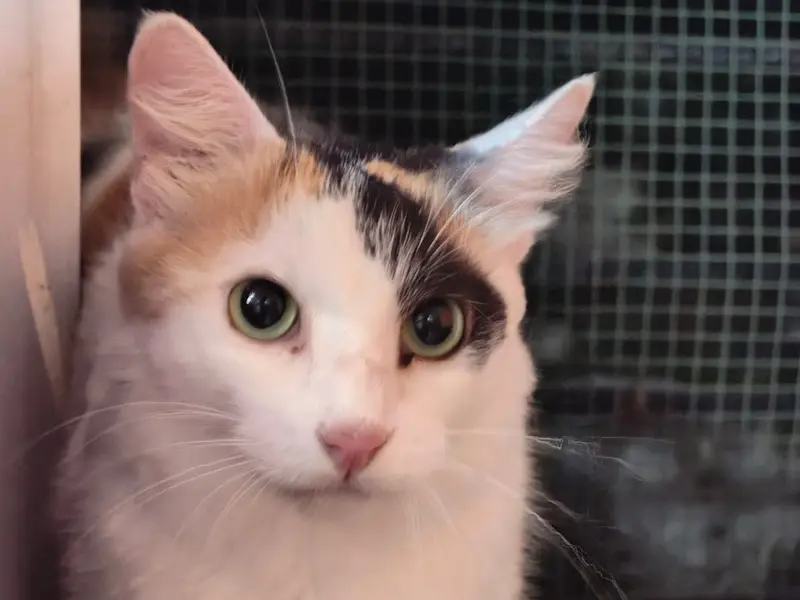 Sonu's Kitty's Home Care, photo 5