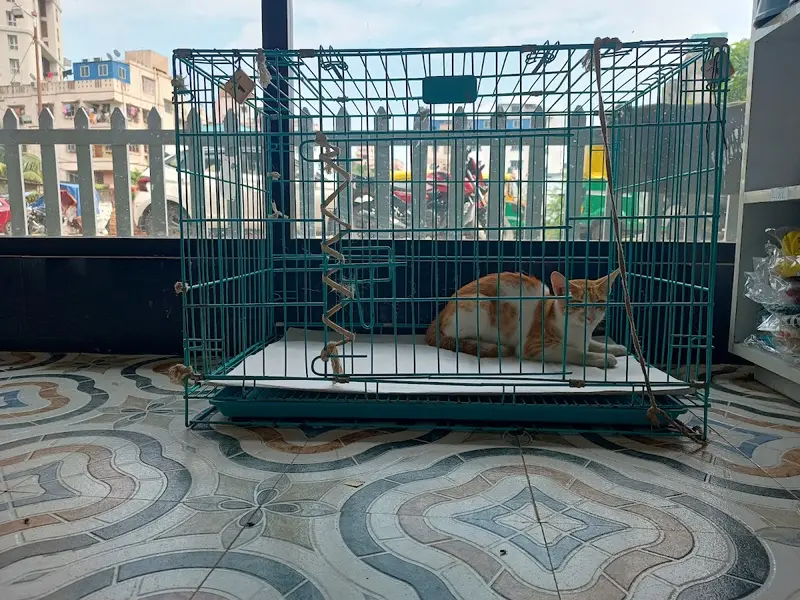 The Paw Story, photo 5