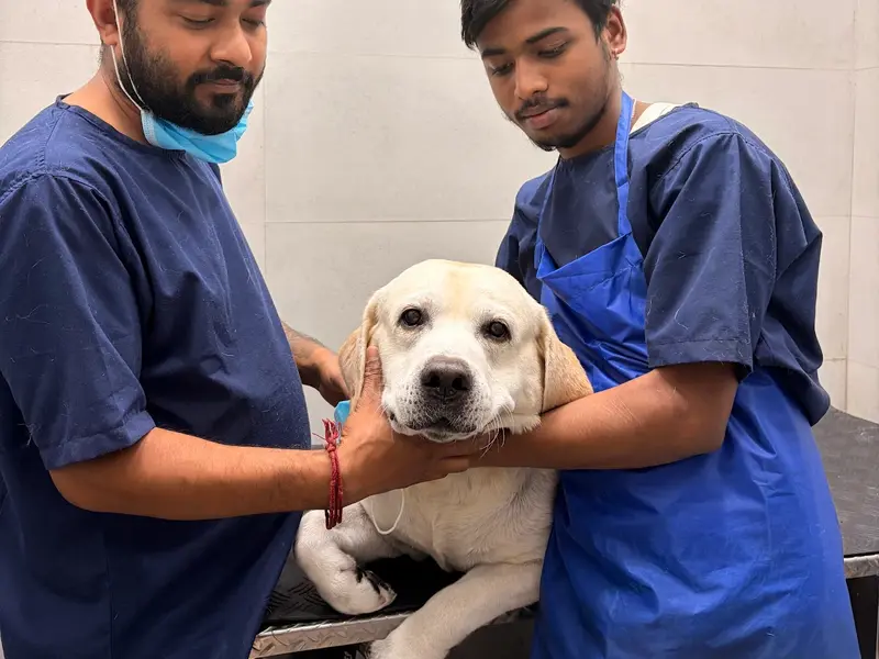 Vetic Pet Clinic Southern Avenue, photo 5