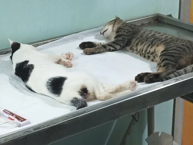 Dog Day Care, photo 2