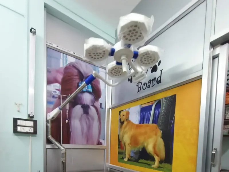 Dog Day Care, photo 3