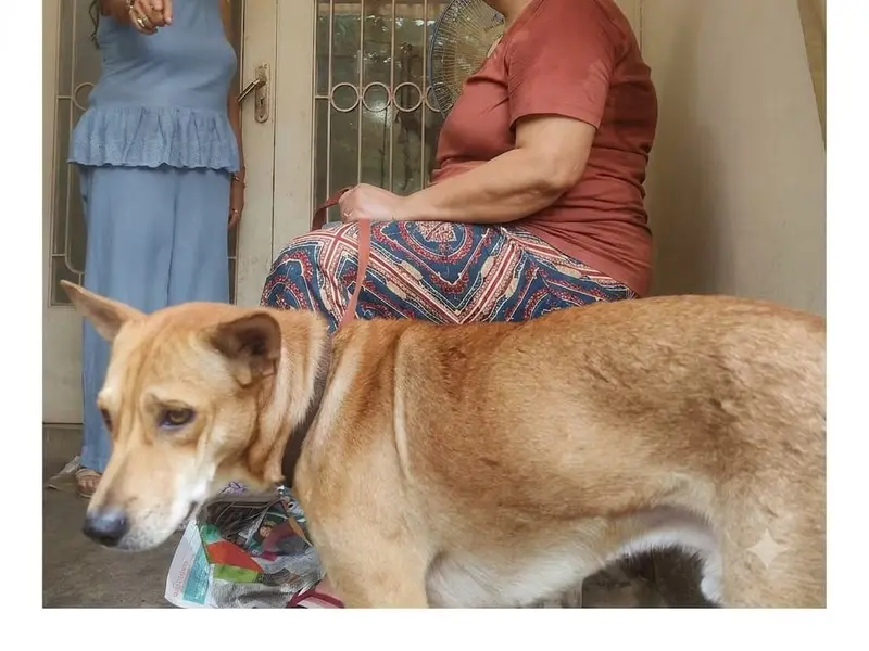 Voice for Animals, photo 3