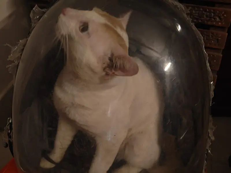 Voice for Animals, photo 4