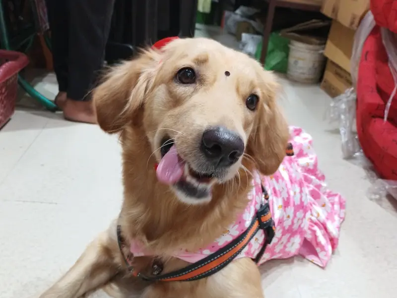 PET CARE HUB Bangur, photo 3