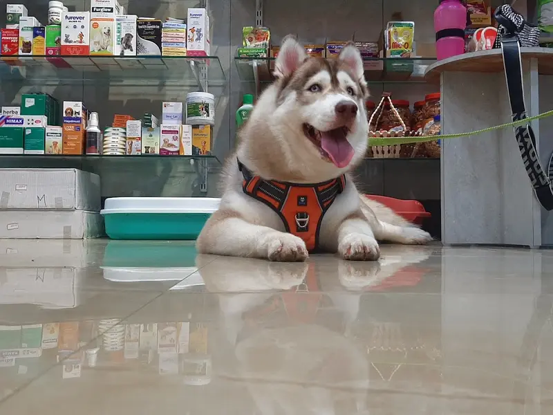Pet Joy Grooming and Veterinary Clinic, photo 5
