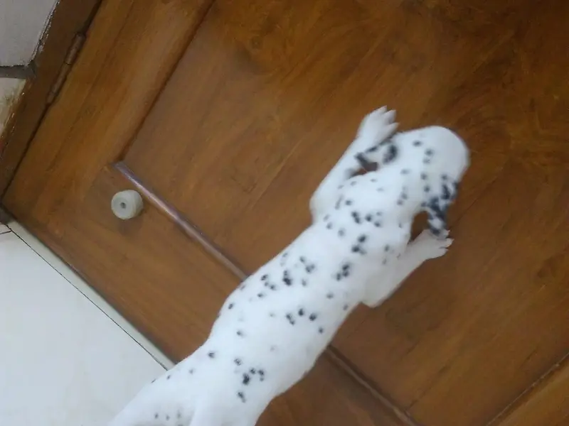 Pooches N More, photo 4