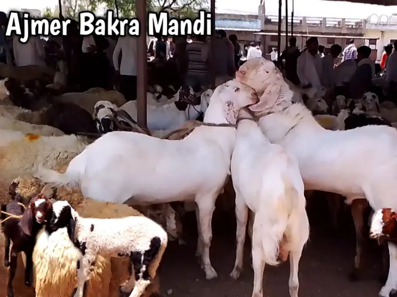 Asia Bakri Mandi, photo 2