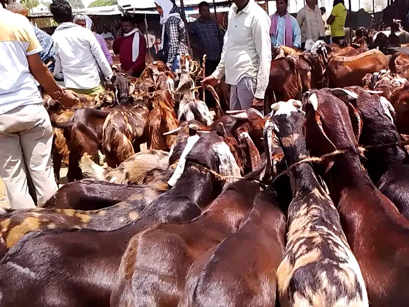 Asia Bakri Mandi, photo 5