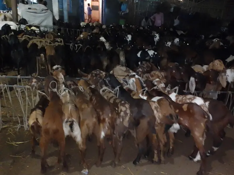Asia Bakri Mandi