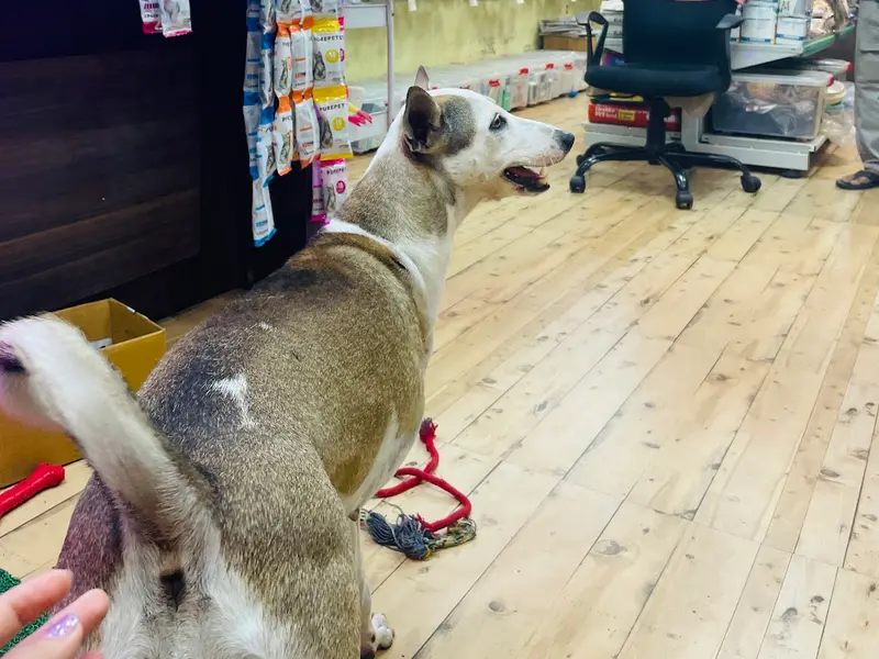Pawfection Pet Store Pvt Ltd, photo 2