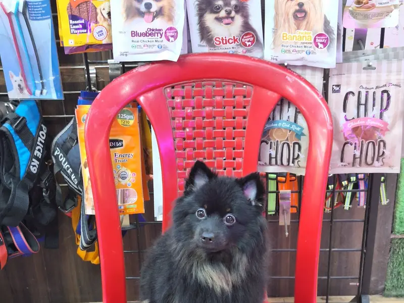 Pawfection Pet Store Pvt Ltd, photo 3