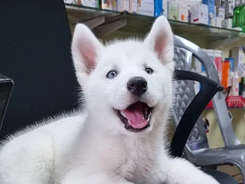Pawfection Pet Store Pvt Ltd, photo 4