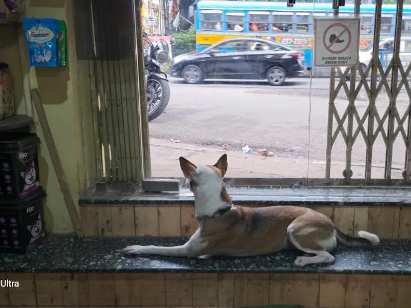 Pawfection Pet Store Pvt Ltd, photo 5