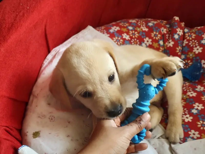 Puppy Center, photo 2