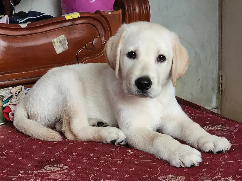 Puppy Center, photo 4