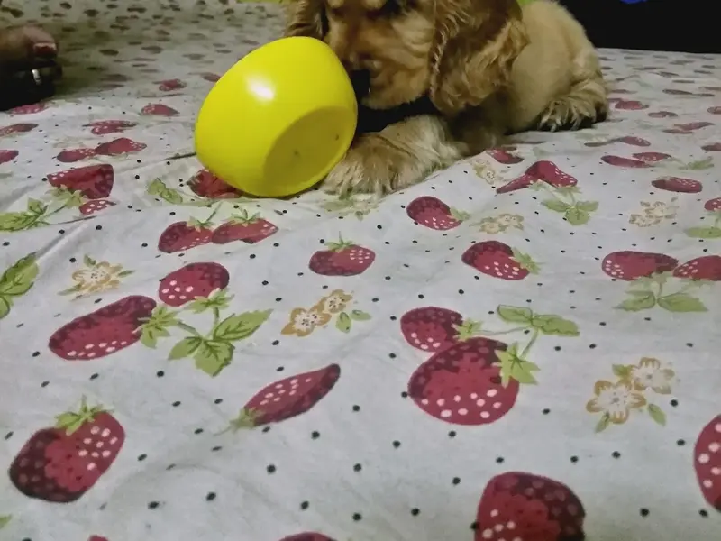 Puppy Center, photo 5