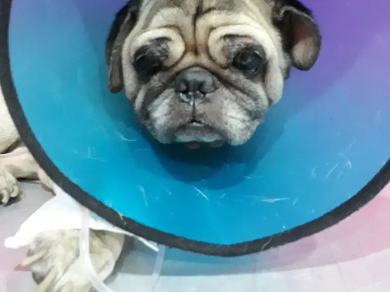 Royal Canin & Cannis Care, photo 3
