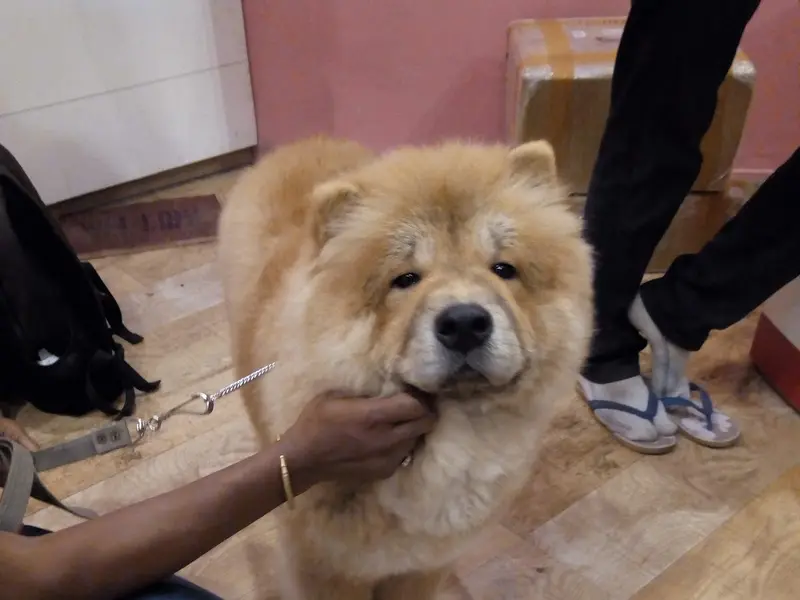Royal Canin & Cannis Care, photo 5
