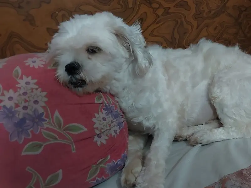 Pet Care, photo 2