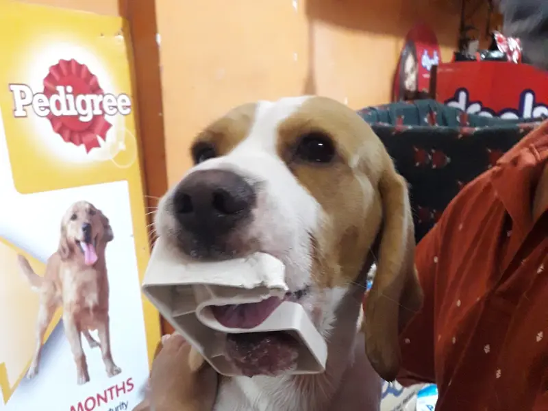 Pet Care, photo 5