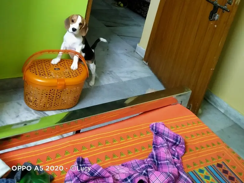 Pets Avi & Soni, photo 4