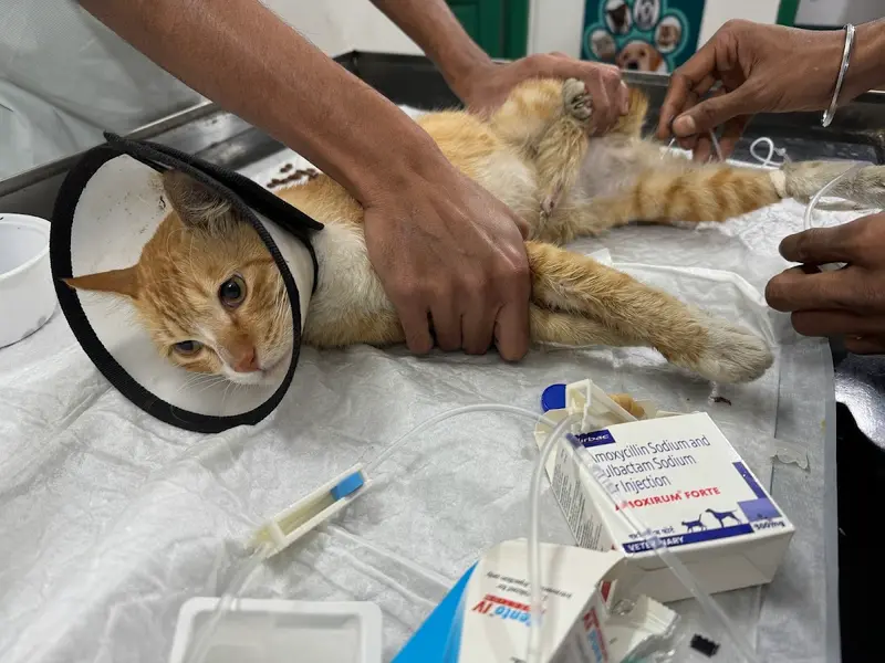 Poopers & Scoopers Pet Hospital - Best Pet Hospital in Kolkata, photo 2
