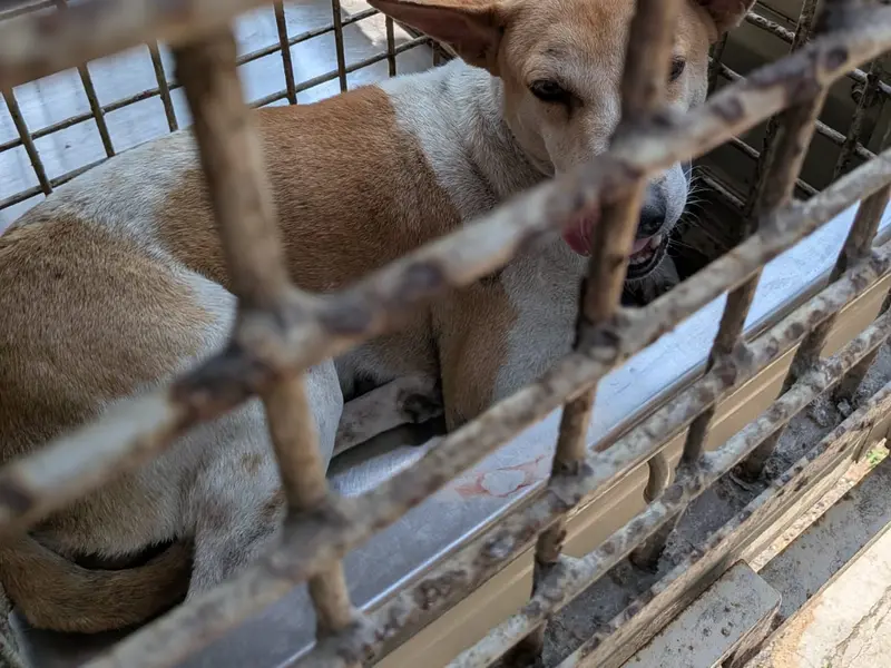 Love N Care for Animals, photo 2