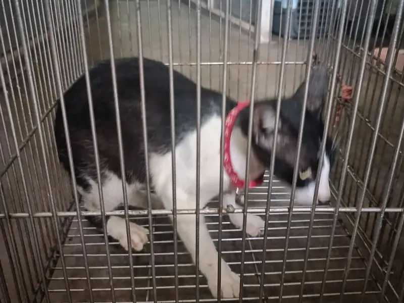Love N Care for Animals, photo 3