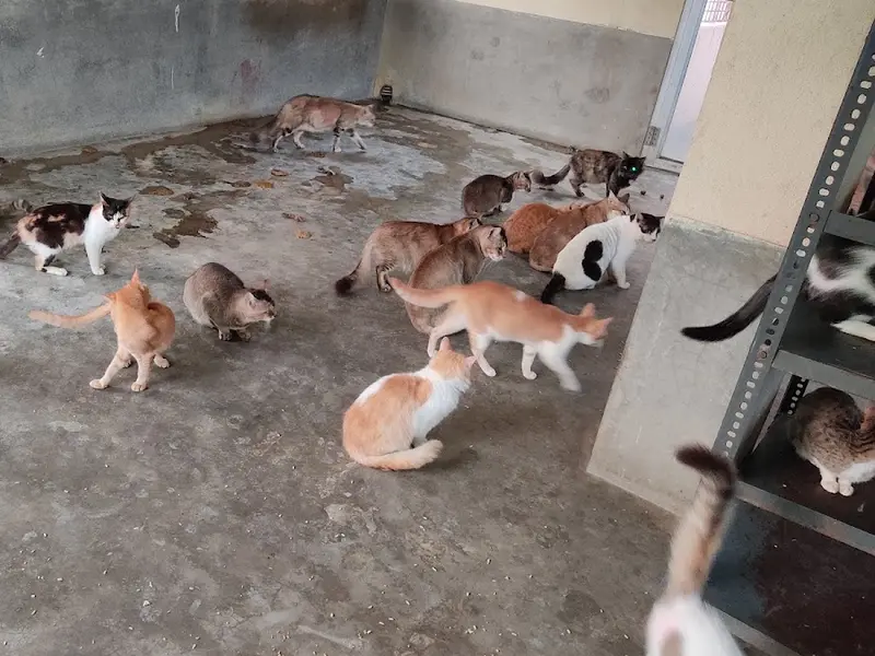 Love N Care for Animals, photo 4