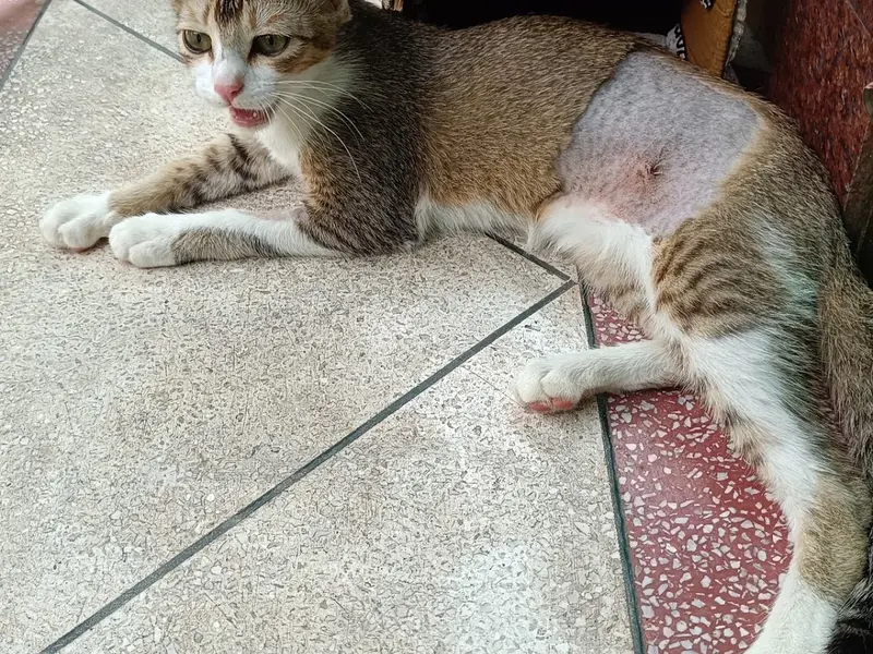 Love N Care for Animals, photo 5