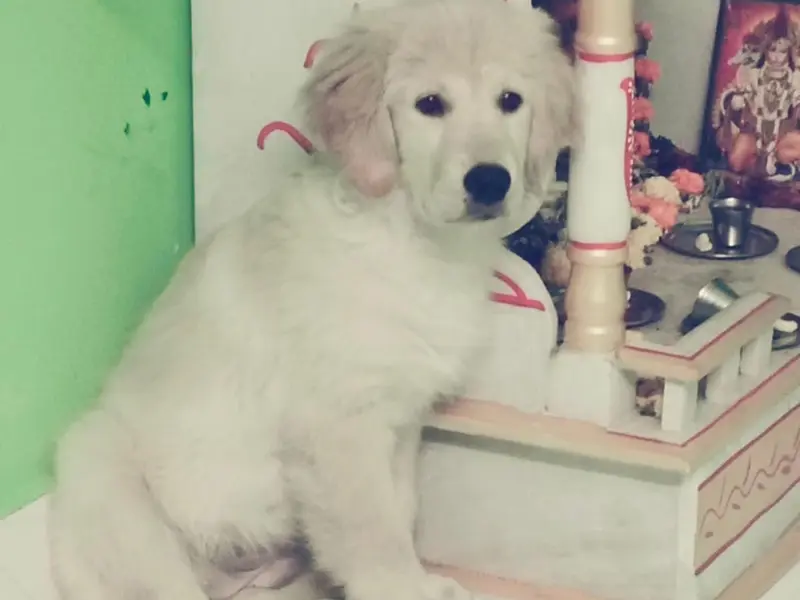 Royal Pets, photo 2