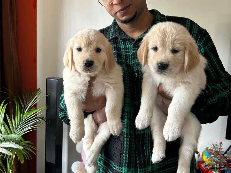 Royal Pets, photo 4