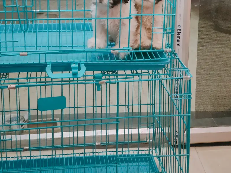 Satyam's Pets For Life, photo 3