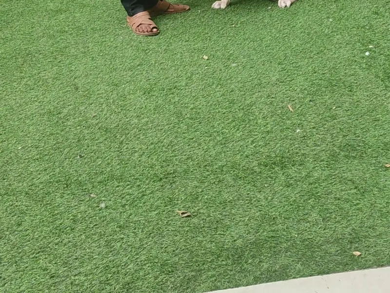 The Learning Home- Dog Creche, photo 5