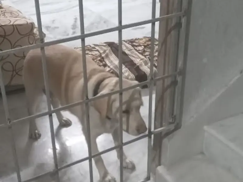The Learning Home- Dog Creche