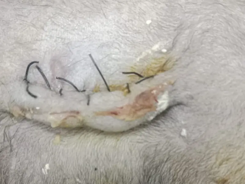 Animal Lovers Pet Shop & Clinic (Taratala), photo 5