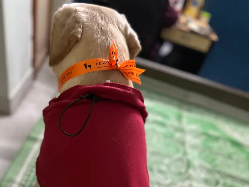 Heads Up For Tails Pet Store & Spa - New Alipore, Kolkata, photo 3