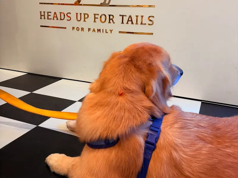 Heads Up For Tails Pet Store & Spa - New Alipore, Kolkata, photo 4