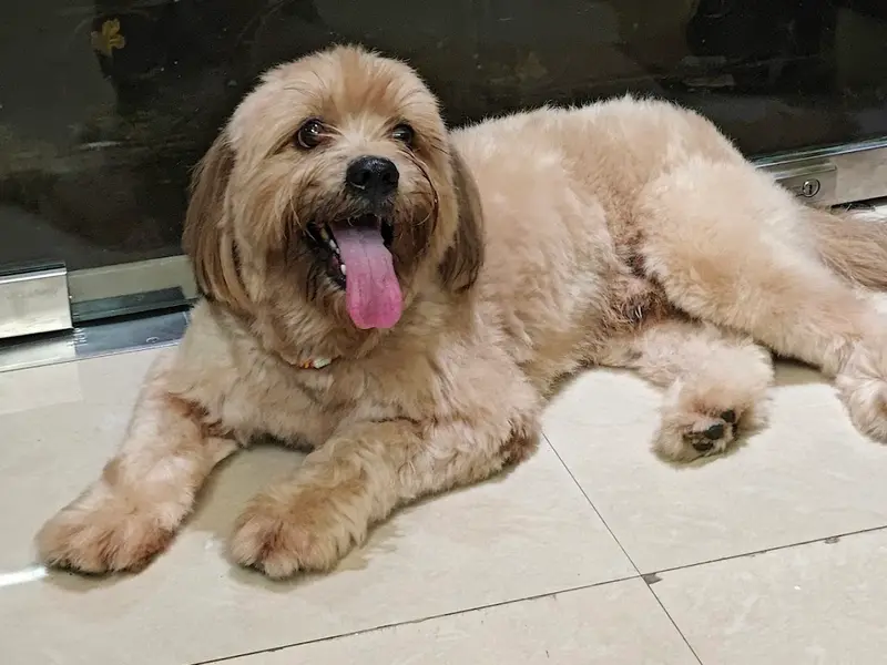 Upasona Pet Clinic Cum Shop, photo 5